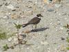 Little ringed plover