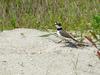 Little ringed plover