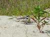 Little ringed plover