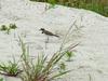 Little ringed plover