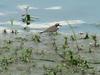 Little ringed plover