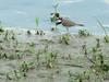 Little ringed plover