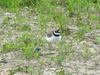 Little ringed plovers