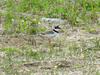 Little ringed plovers