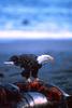 Bald Eagle on Whale Carcass