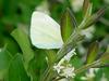 배추흰나비 (Common cabbage white butterfly)