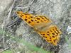 Asian Comma Butterfly (네발나비)