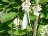 배추흰나비 (Common cabbage white butterfly)