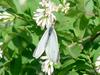 배추흰나비 (Common cabbage white butterfly)