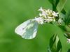 배추흰나비 (Common cabbage white butterfly)