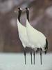 POSTCARD: Red-crowned cranes