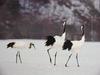 POSTCARD: Red-crowned cranes