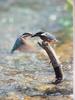 POSTCARD: Common Kingfisher