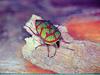 POSTCARD: Clown stink bug - Poecilocoris lewisi - 광대노린재