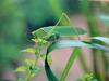 POSTCARD: Japanese Broadwinged Katydid (베짱이붙이)