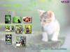 Kametaro's Cats Collection: Pure Cats Vol. 1 - Kitten - Index