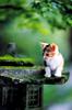 Kametaro's Cats Collection: Pure Cats Vol. 1 - Kitten - 001