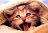 Kametaro's Cats Collection: Pure Cats Vol. 1 - Kitten - 003
