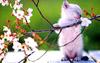 Kametaro's Cats Collection: Pure Cats Vol. 1 - Kitten - 004