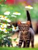 Kametaro's Cats Collection: Pure Cats Vol. 1 - Kitten - 005