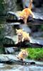 Kametaro's Cats Collection: Pure Cats Vol. 1 - Kitten - 007