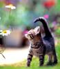 Kametaro's Cats Collection: Pure Cats Vol. 1 - Kitten - 008