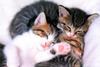 Kametaro's Cats Collection: Pure Cats Vol. 2 - Kitten - 009