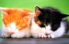 Kametaro's Cats Collection: Pure Cats Vol. 2 - Kitten - 010