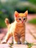 Kametaro's Cats Collection: Pure Cats Vol. 2 - Kitten - 013