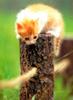 Kametaro's Cats Collection: Pure Cats Vol. 2 - Kitten - 014
