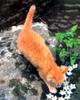 Kametaro's Cats Collection: Pure Cats Vol. 2 - Kitten - 016