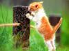 Kametaro's Cats Collection: Pure Cats Vol. 2 - Kitten - 017