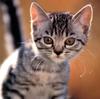 Kametaro's Cats Collection: Pure Cats Vol. 3 - Kitten - 019