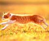 Kametaro's Cats Collection: Pure Cats Vol. 3 - Kitten - 023