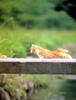 Kametaro's Cats Collection: Pure Cats Vol. 3 - Kitten - 024