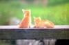 Kametaro's Cats Collection: Pure Cats Vol. 3 - Kitten - 025
