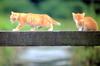 Kametaro's Cats Collection: Pure Cats Vol. 3 - Kitten - 026