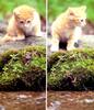Kametaro's Cats Collection: Pure Cats Vol. 3 - Kitten - 027