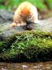 Kametaro's Cats Collection: Pure Cats Vol. 3 - Kitten - 028