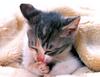 Kametaro's Cats Collection: Pure Cats Vol. 3 - Kitten - 029