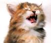 Kametaro's Cats Collection: Pure Cats Vol. 3 - Kitten - 030