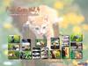 Kametaro's Cats Collection: Pure Cats Vol. 4 - Kitten - Index