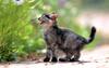 Kametaro's Cats Collection: Pure Cats Vol. 4 - Kitten - 031