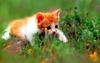 Kametaro's Cats Collection: Pure Cats Vol. 4 - Kitten - 032