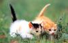 Kametaro's Cats Collection: Pure Cats Vol. 4 - Kitten - 033