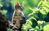 Kametaro's Cats Collection: Pure Cats Vol. 4 - Kitten - 034