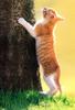 Kametaro's Cats Collection: Pure Cats Vol. 4 - Kitten - 038