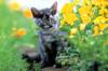 Kametaro's Cats Collection: Pure Cats Vol. 4 - Kitten - 043