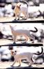 Kametaro's Cats Collection: Pure Cats Vol. 4 - Kitten - 045