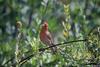 House finch